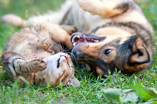 Ganzheitliche Tierberatungsstelle für Katzen und Hunde